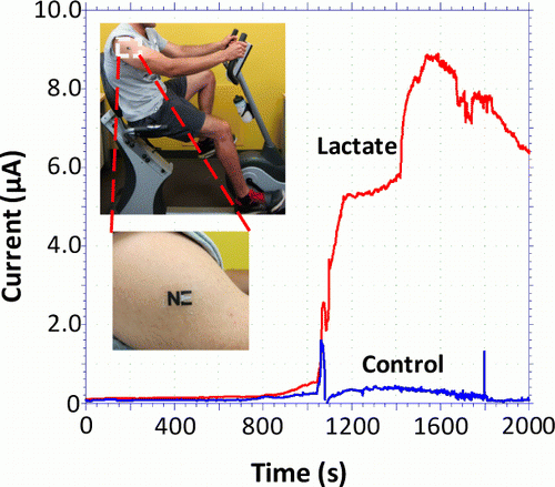 lactate_cycling